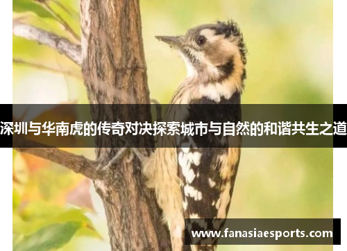 深圳与华南虎的传奇对决探索城市与自然的和谐共生之道